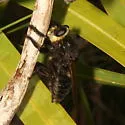 Black Bee Killer - photo 4