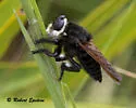 Black Bee Killer - photo 5