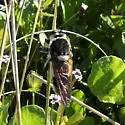 Mallophora bomboides - photo 4