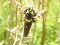 Southern Bee Killer