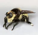 Southern Bee Killer - photo 2