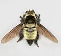 Southern Bee Killer - photo 3