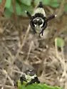 Southern Bee Killer - photo 4