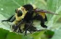 Southern Bee Killer - photo 5