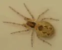 Mallos pallidus