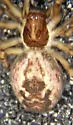 Mallos pallidus - photo 2