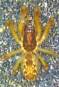 Mallos pallidus - photo 4