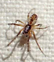 Mallos pallidus - photo 5