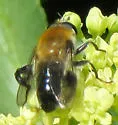 Mallota albipilis - photo 2