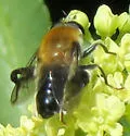 Mallota albipilis - photo 3