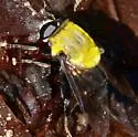 Mallota bequaerti