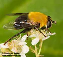 Mallota bequaerti - photo 2