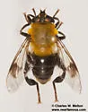 Mallota bequaerti - photo 3