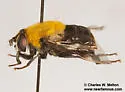 Mallota bequaerti - photo 4