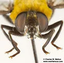 Mallota bequaerti - photo 5
