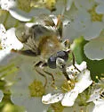 Mallota illinoensis - photo 2
