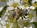 Mallota illinoensis - photo 3