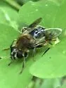 Mallota illinoensis - photo 4