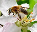 Mallota illinoensis - photo 5