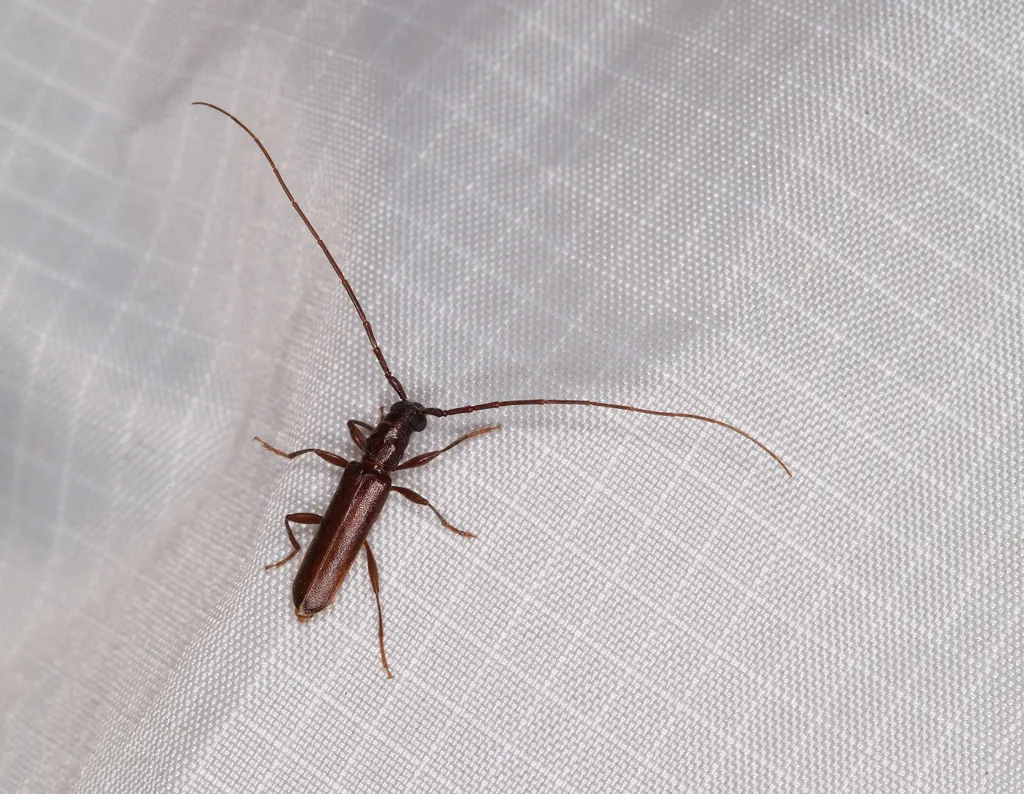 Malobidion brunneum - photo 2