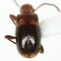 Malporus cinctus - Malporus cinctus