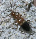 Malporus cinctus - photo 2