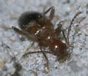 Malporus cinctus - photo 4