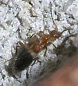 Malporus cinctus - photo 5