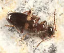 Malporus formicarius