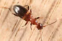 Malporus formicarius - photo 2