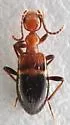 Malporus werneri