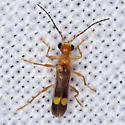 Malthinus difficilis - photo 2