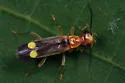 Malthinus difficilis - photo 3