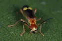 Malthinus difficilis - photo 4