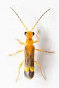 Malthinus difficilis - photo 5
