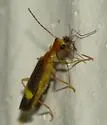 Malthinus occipitalis