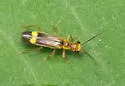 Malthinus occipitalis - photo 2
