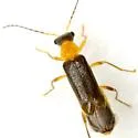 Malthinus occipitalis - photo 3