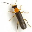 Malthinus occipitalis - photo 4