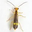 Malthinus occipitalis - photo 5