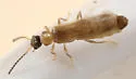 Malthodes arcifer
