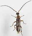 Malthodes captiosus