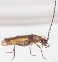 Malthodes captiosus - photo 2