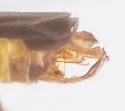 Malthodes captiosus - photo 3