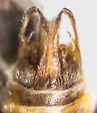 Malthodes captiosus - photo 4
