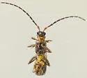 Malthodes captiosus - photo 5