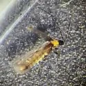 Malthodes complicatus - photo 2