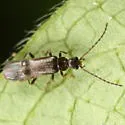 Malthodes curvatus