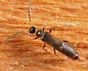 Malthodes curvatus - photo 2