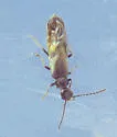 Malthodes fragilis